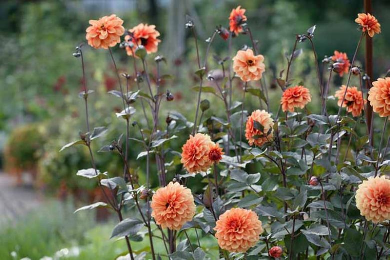 Dahlia with dark foliage, Dark leaved dahlias, Dahlia Bishop, Dahlia Bishop of Llandstaff, Dahllia David Howard, Dahlia Fascination, Dahlia Moonfire, Dahlia Mystic Spirit