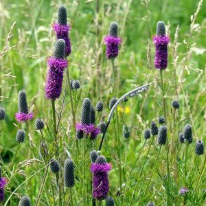 Dalea purpurea, Purple Prairie Clover, Prairie Flowers, Purple Wildflowers