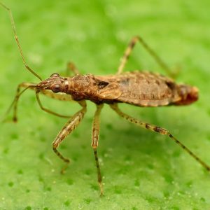 Damsel Bug, Family Nabidae, Aphid Predators