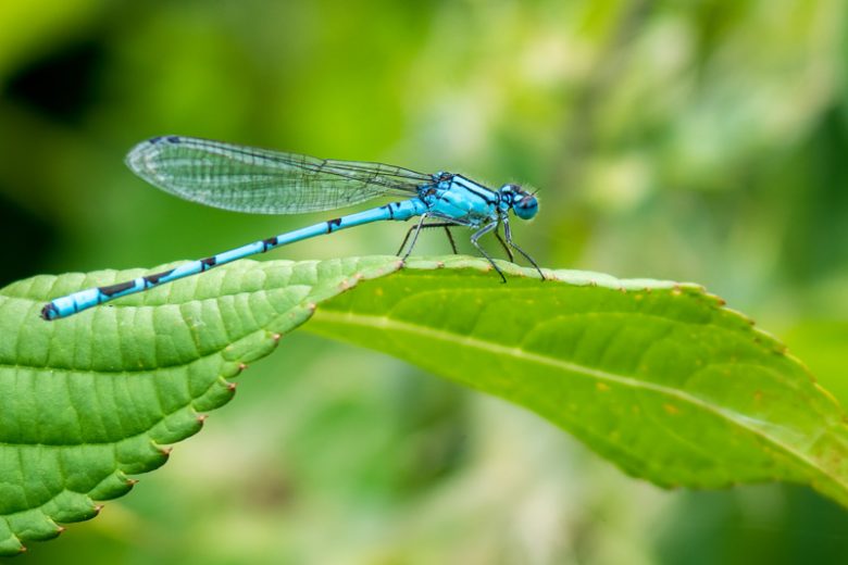 Damselfly, Damselflies, Odonata, Beneficial Insect, Beneficial Insects