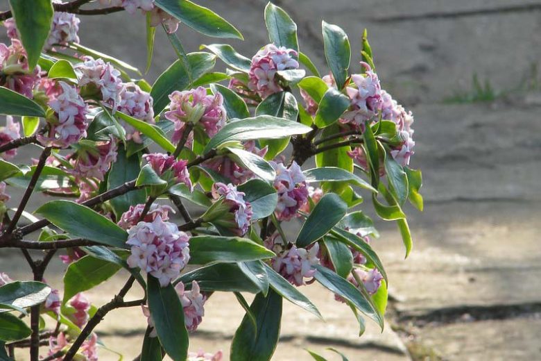 Daphne odora 'Aureomarginata', Winter Daphne 'Aureomarginata', Gold-Edged Winter Daphne, Fragrant shrub, Flowering Shrub, Pink Flowers