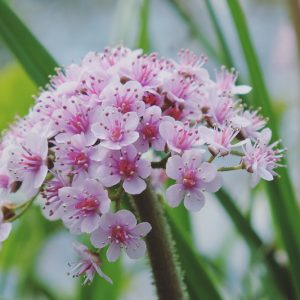 Darmera peltata, Umbrella Plant, Indian Rhubarb, Giant Cup