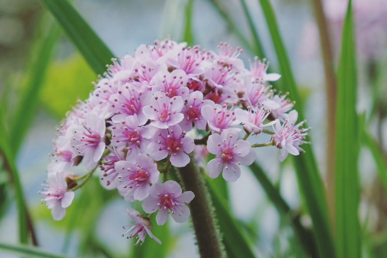 Darmera peltata, Umbrella Plant, Indian Rhubarb, Giant Cup
