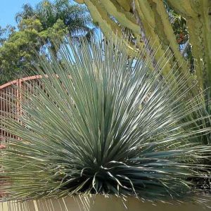 Dasylirion wheeleri, Blue Sotol, Sotol Wheeler, Common Desert Spoon, Saw Yucca, Desert Spoon, Spoon Flower, Common Sotol