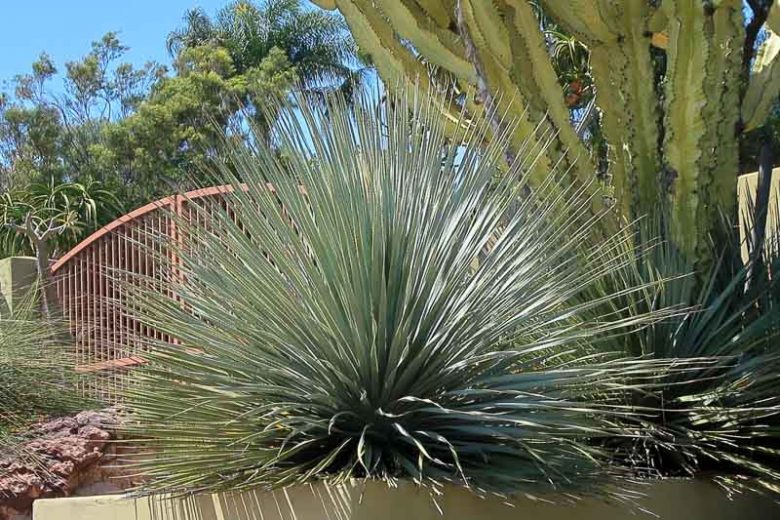 Dasylirion wheeleri, Blue Sotol, Sotol Wheeler, Common Desert Spoon, Saw Yucca, Desert Spoon, Spoon Flower, Common Sotol
