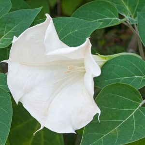 Datura metel, Angel's Trumpet, Cornucopia, Devil's Trumpet, Downy Thorn-Apple, Garden Datura, Hindu Thorn-Apple, Hoary Thorn-Apple, Horn-of-Plenty, Jimson Weed, Jimson-Weed, Metel, Purple Datura, Purple Moonflower, Purple Thorn-Apple; Thorn-Apple; Yellow-Flowered Thorn-Apple