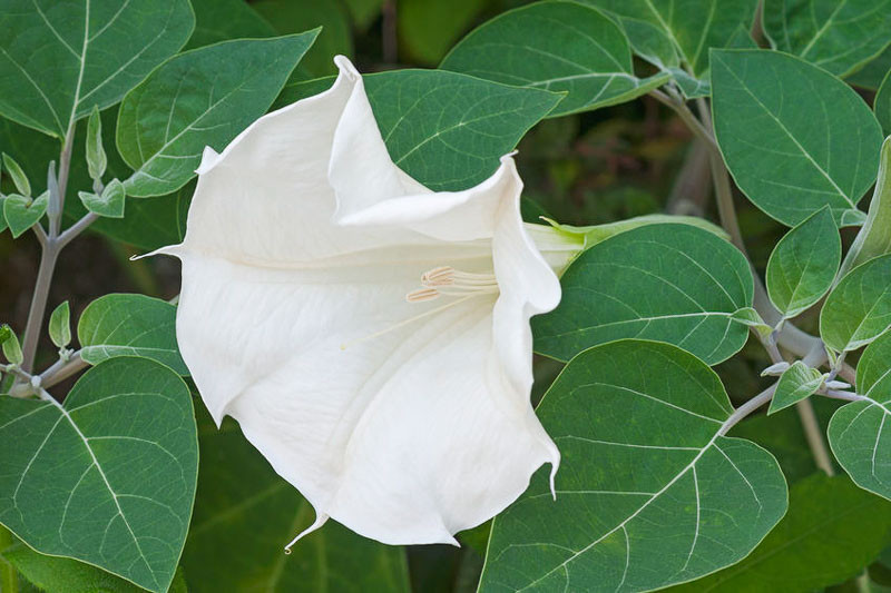Datura metel, Angel's Trumpet, Cornucopia, Devil's Trumpet, Downy Thorn-Apple, Garden Datura, Hindu Thorn-Apple, Hoary Thorn-Apple, Horn-of-Plenty, Jimson Weed, Jimson-Weed, Metel, Purple Datura, Purple Moonflower, Purple Thorn-Apple; Thorn-Apple; Yellow-Flowered Thorn-Apple