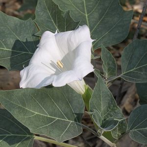 Datura wrightii, Jimsonweed, Sacred Thorn-apple, Thorn-apple, Angel Trumpet, Sacred Datura, White Flowers, Drought Tolerant Flowers, Native Flowers