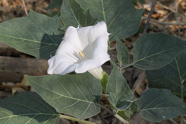 Datura wrightii, Jimsonweed, Sacred Thorn-apple, Thorn-apple, Angel Trumpet, Sacred Datura, White Flowers, Drought Tolerant Flowers, Native Flowers