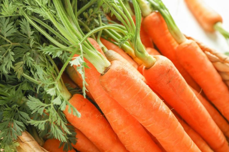 Daucus carota subsp. sativus, Carrot