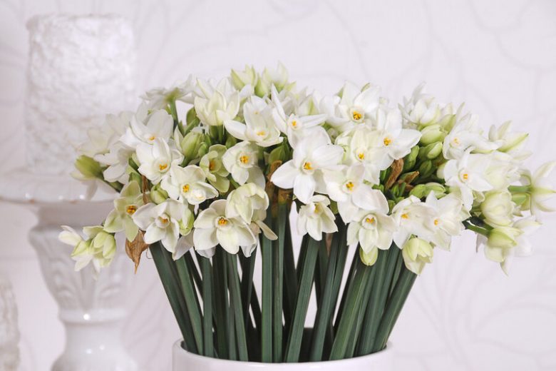 December Birth Flower, Birth Flowers, Birth Month Flowers, Birth Flower, Month Birth Flower, May Birth Flower, June Birth Flower, July Birth Flower