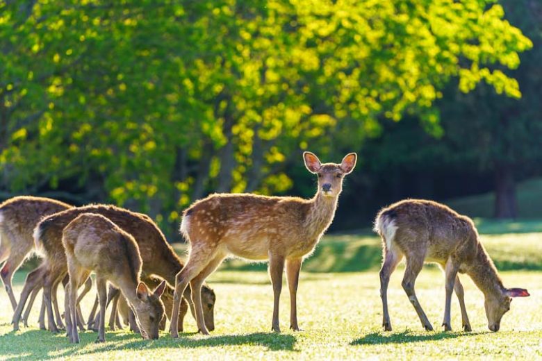 Deer,  get rid of Deer, Keep Deer Away, Deter Deer, Repel Deer