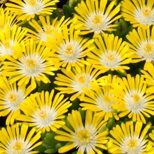 Delosperma HOTCAKES® 'Banana Blast', Ice Plant Banana Blast, Banana Blast Ice Plant, Drought tolerant perennials, Yellow perennial flowers, Evergreen perennial, Low maintenance perennial, perennial ground cover