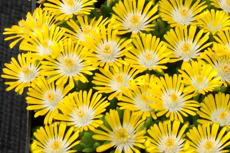 Delosperma HOTCAKES® 'Banana Blast', Ice Plant Banana Blast, Banana Blast Ice Plant, Drought tolerant perennials, Yellow perennial flowers, Evergreen perennial, Low maintenance perennial, perennial ground cover