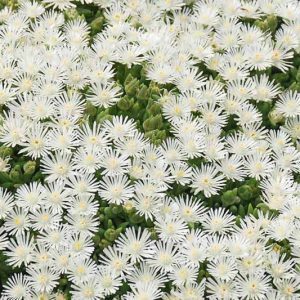 Delosperma HOTCAKES® 'Coconut Crush', Ice Plant Coconut Crush, Coconut Crush Ice Plant, Drought tolerant perennials, White perennial flowers, Evergreen perennial, Low maintenance perennial, perennial ground cover