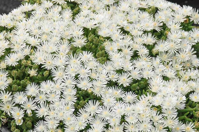 Delosperma HOTCAKES® 'Coconut Crush', Ice Plant Coconut Crush, Coconut Crush Ice Plant, Drought tolerant perennials, White perennial flowers, Evergreen perennial, Low maintenance perennial, perennial ground cover