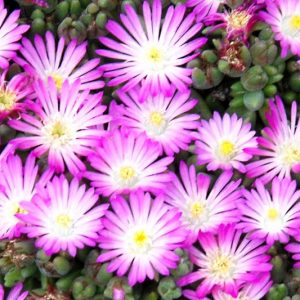 Delosperma HOTCAKES® 'Fig Fusion', Ice Plant Fig Fusion, Fig Fusion Ice Plant, Drought tolerant perennials, Lavender perennial flowers, Evergreen perennial, Low maintenance perennial, perennial ground cover