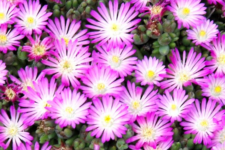 Delosperma HOTCAKES® 'Fig Fusion', Ice Plant Fig Fusion, Fig Fusion Ice Plant, Drought tolerant perennials, Lavender perennial flowers, Evergreen perennial, Low maintenance perennial, perennial ground cover