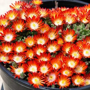 Delosperma HOTCAKES® 'Pumpkin Perfection', Ice Plant Pumpkin Perfection, Pumpkin Perfection Ice Plant, Drought tolerant perennials, Orange perennial flowers, Evergreen perennial, Low maintenance perennial, perennial ground cover