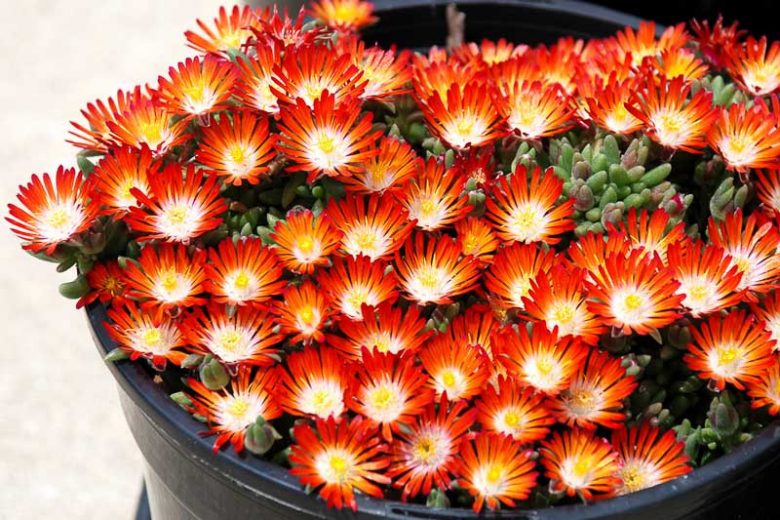 Delosperma HOTCAKES® 'Pumpkin Perfection', Ice Plant Pumpkin Perfection, Pumpkin Perfection Ice Plant, Drought tolerant perennials, Orange perennial flowers, Evergreen perennial, Low maintenance perennial, perennial ground cover