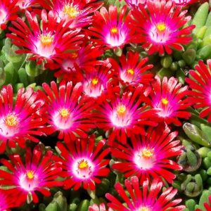 Delosperma HOTCAKES® 'Saucy Strawberry', Ice Plant Saucy Strawberry, Saucy Strawberry Ice Plant, Drought tolerant perennials, Red perennial flowers, Evergreen perennial, Low maintenance perennial, perennial ground cover