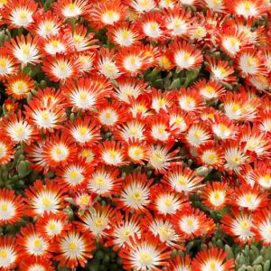Delosperma HOTCAKES® 'Tangerine Tango', Ice Plant Tangerine Tango, Tangerine Tango Ice Plant, Drought tolerant perennials, Orange perennial flowers, Evergreen perennial, Low maintenance perennial, perennial ground cover