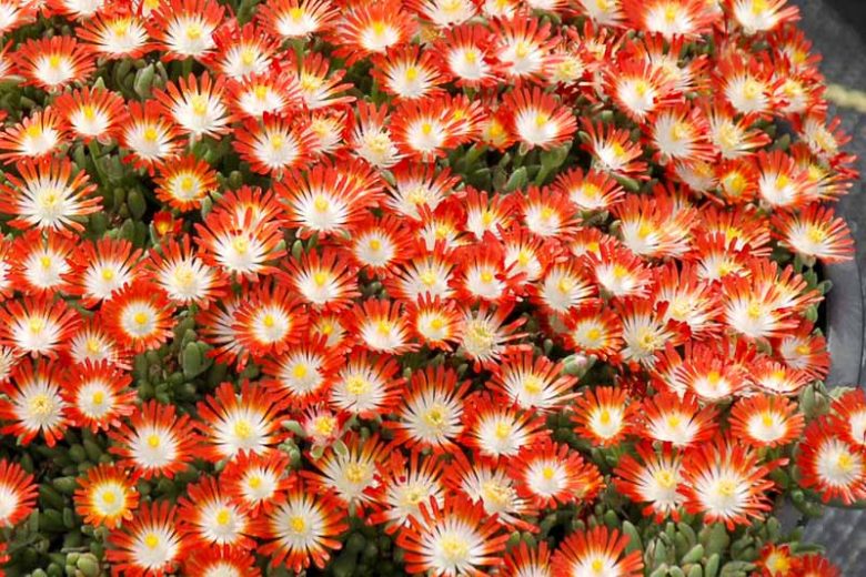 Delosperma HOTCAKES® 'Tangerine Tango', Ice Plant Tangerine Tango, Tangerine Tango Ice Plant, Drought tolerant perennials, Orange perennial flowers, Evergreen perennial, Low maintenance perennial, perennial ground cover