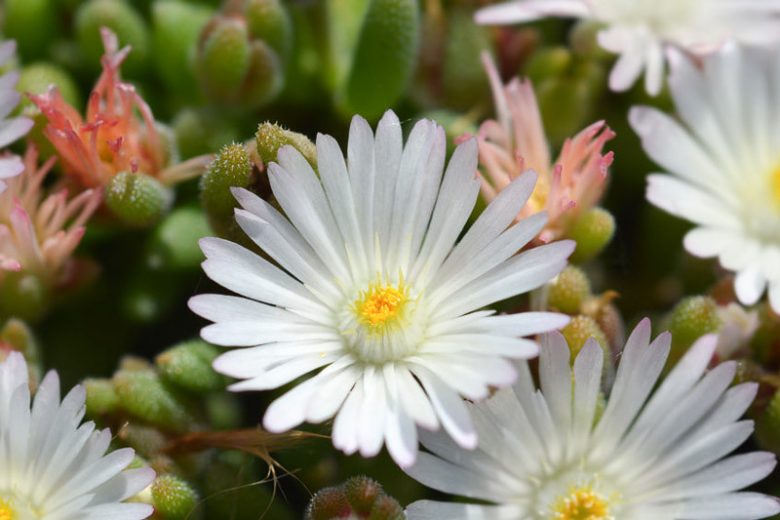 Delosperma 'White Nugget', Ice Plant 'White Nugget', Ice Plant, Drought tolerant perennials, White perennial flowers, succulent, Low maintenance perennial, perennial ground cover
