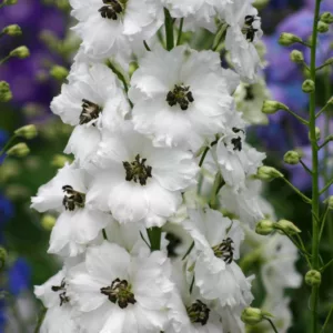 Delphinium Black Eyed Angels, Delphinium x Elatum 'Black Eyed Angels', New Millennium Series, White Delphinium, White flowers