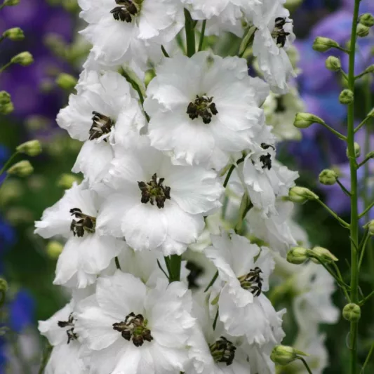 Delphinium Black Eyed Angels, Delphinium x Elatum 'Black Eyed Angels', New Millennium Series, White Delphinium, White flowers