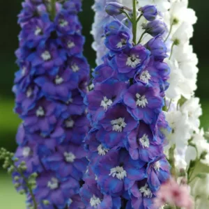 Delphinium Guardian Blue, Delphinium Elatum 'Guardian Blue', Guardian Series, Blue Delphinium, Blue flowers
