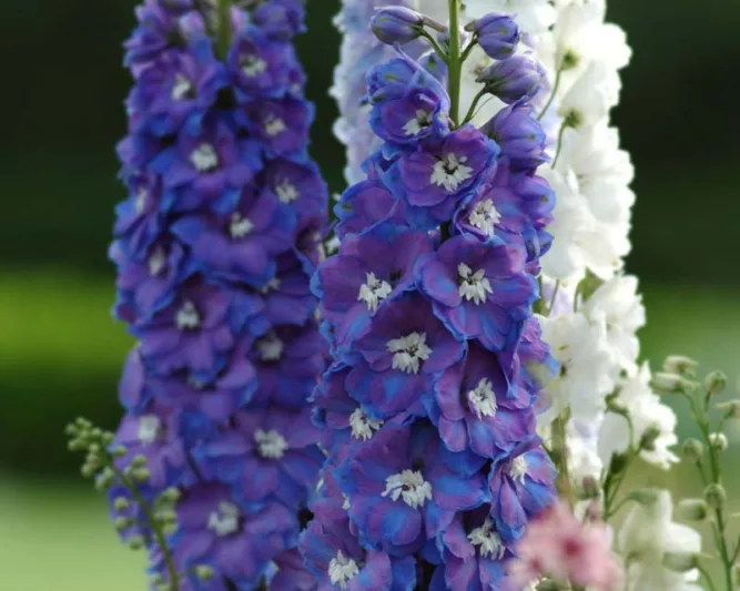 Delphinium Guardian Blue, Delphinium Elatum 'Guardian Blue', Guardian Series, Blue Delphinium, Blue flowers