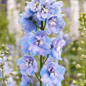 Delphinium Guardian Lavender, Delphinium Elatum 'Guardian Lavender', Guardian Series, Lavender Delphinium, Lavender flowers