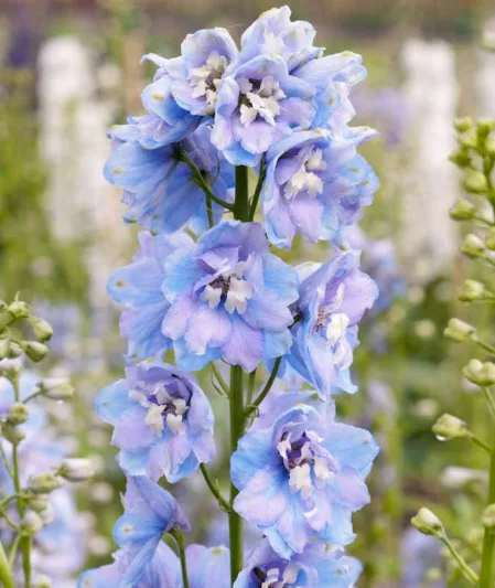 Delphinium Guardian Lavender, Delphinium Elatum 'Guardian Lavender', Guardian Series, Lavender Delphinium, Lavender flowers