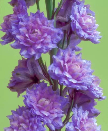 Delphinium Highlander Blueberry Pie, Delphinium Elatum 'Highlander Blueberry Pie', Highlander Series, Lavender Delphinium, Lavender flowers, Purple Delphinium, Purple flowers