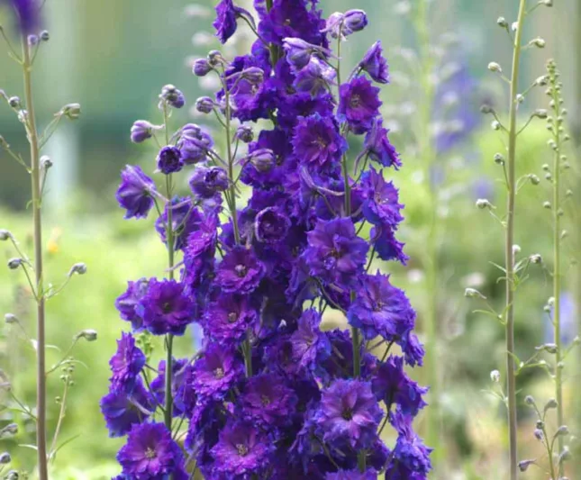 Delphinium Pagan Purples, Delphinium x Elatum 'Pagan Purples', New Millennium Series, Purple Delphinium, Purple flowers