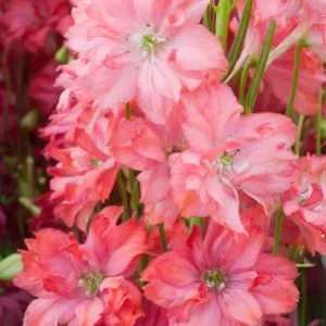 Delphinium Princess Caroline, Delphinium Elatum 'Princess Caroline', Salmon Delphinium, Salmon flowers, Coral Delphinium, Coral flowers
