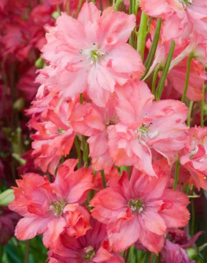 Delphinium Princess Caroline, Delphinium Elatum 'Princess Caroline', Salmon Delphinium, Salmon flowers, Coral Delphinium, Coral flowers
