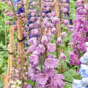 Delphinium Astolat Group, Delphinium 'Astolat', Delphinium 'Pacific Giant Astolat', Pacific Giant Series, Pink Delphinium, Pink flowers