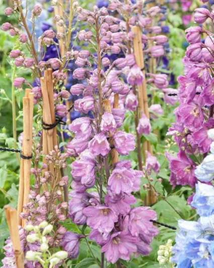 Delphinium Astolat Group, Delphinium 'Astolat', Delphinium 'Pacific Giant Astolat', Pacific Giant Series, Pink Delphinium, Pink flowers