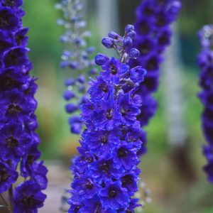 Delphinium Black Knight Group, Candle Larkspur 'Black Knight', Candle Delphinium 'Black Knight, Delphinium 'Black Knight', Delphinium 'Tall Black Knight', Pacific Hybrids, Purple Delphinium, Purple flowers