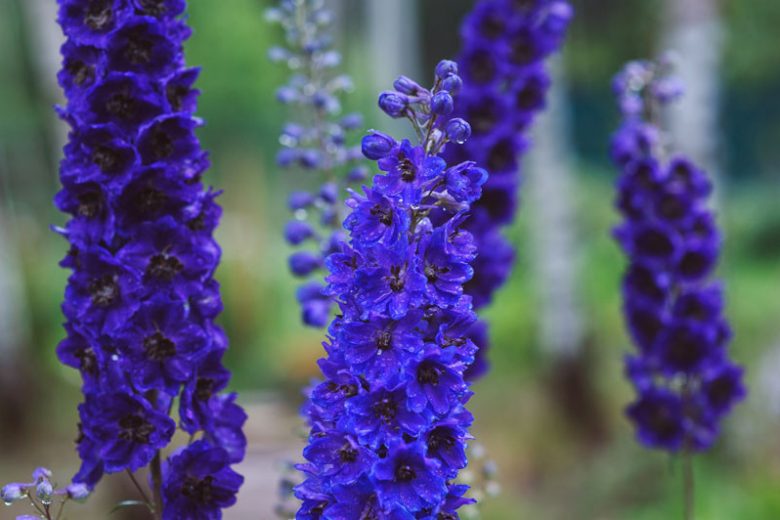 Delphinium Black Knight Group, Candle Larkspur 'Black Knight', Candle Delphinium 'Black Knight, Delphinium 'Black Knight', Delphinium 'Tall Black Knight', Pacific Hybrids, Purple Delphinium, Purple flowers