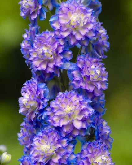 Delphinium Highlander Bolero, Delphinium Elatum 'Highlander Bolero', Highlander Series, Lavender Delphinium, Lavender flowers, Purple Delphinium, Purple flowers