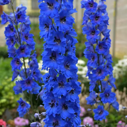 Delphinium elatum 'Million Dollar Blue' (Candle Larkspur), Candle Larkspur 'Million Dollar Blue', Candle Delphinium 'Million Dollar Blue', Million Dollar Series, Blue Delphinium, Blue flowers