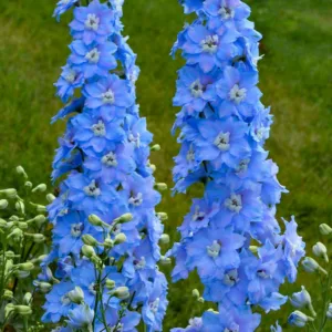 Delphinium elatum 'Million Dollar Sky' (Candle Larkspur), Candle Larkspur 'Million Dollar Sky', Candle Delphinium 'Million Dollar Sky', Million Dollar Series, Blue Delphinium, Blue flowers