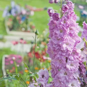 Delphinium elatum 'Sweethearts', Candle Larkspur 'Sweethearts', Candle Delphinium 'Sweethearts', Delphinium 'Sweethearts', New Millennium Series, Pink Delphinium, Pink flowers