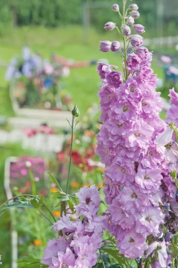 Delphinium elatum 'Sweethearts', Candle Larkspur 'Sweethearts', Candle Delphinium 'Sweethearts', Delphinium 'Sweethearts', New Millennium Series, Pink Delphinium, Pink flowers