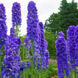 Delphinium Faust, Candle Larkspur 'Faust', Candle Delphinium 'Faust', Purple Delphinium, Purple flowers