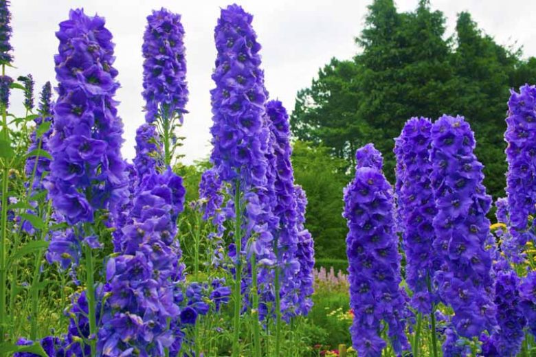 Delphinium Faust, Candle Larkspur 'Faust', Candle Delphinium 'Faust', Purple Delphinium, Purple flowers