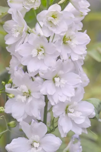 Delphinium Galahad, Candle Larkspur 'Galahad', Candle Delphinium 'Galahad', Pacific Hybrids, White Delphinium, White flowers
